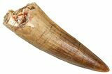 Fossil Spinosaurus Tooth - Real Dinosaur Tooth #380994-1